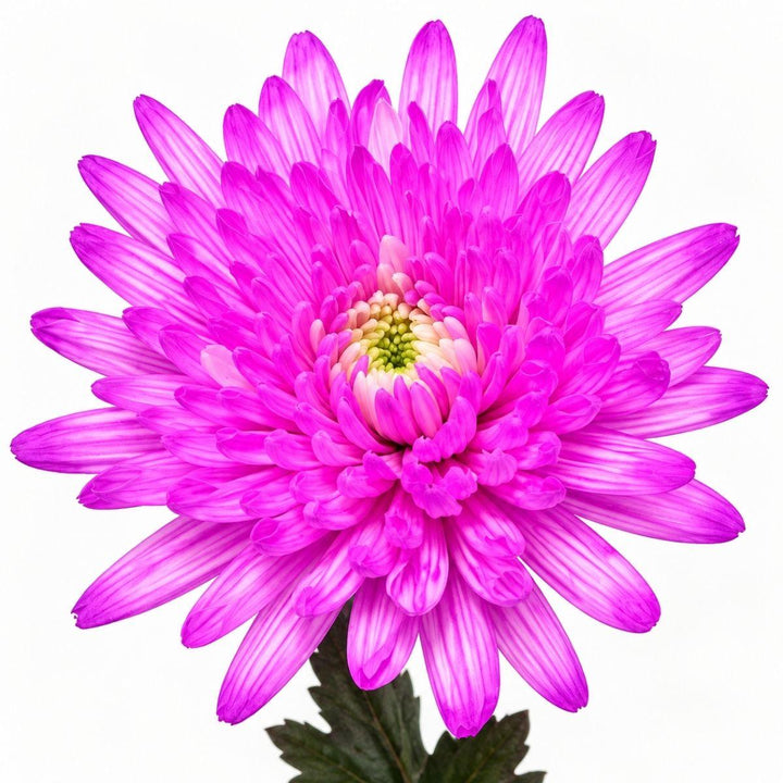 A single bright pink chrysanthemum flower with layered petals and a green stem, isolated on a white background.