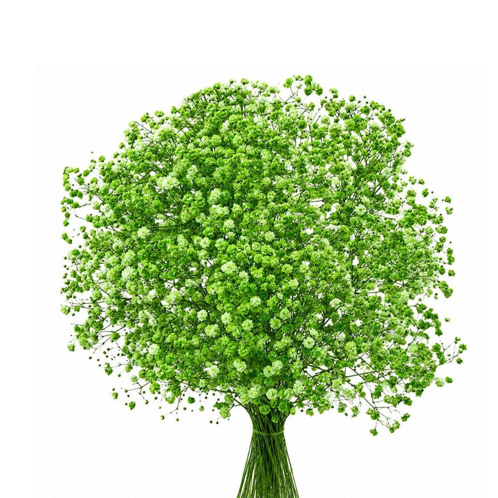 Gypsophila, Baby's-breath tinted Green fresh-cut stems, from Sharbatly.