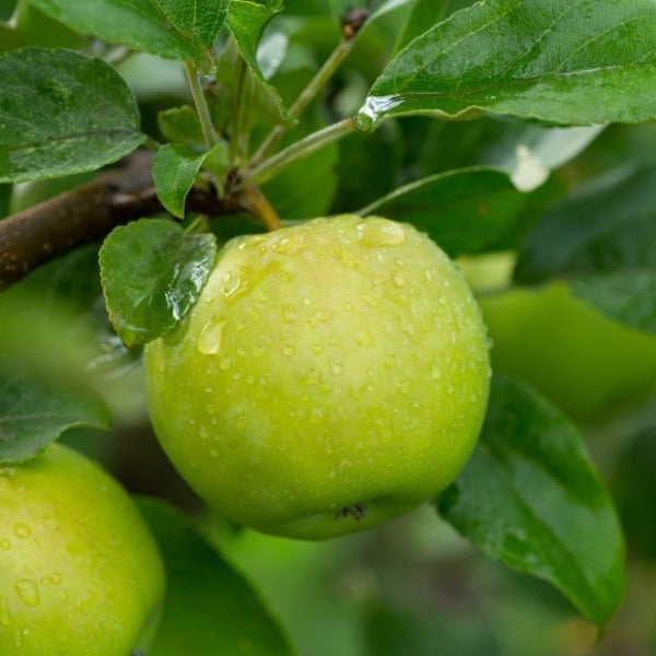 Fresh Granny Smith apples from Sharbatly in a 4 kg carton, showcasing bright green, crisp fruit ready to eat.