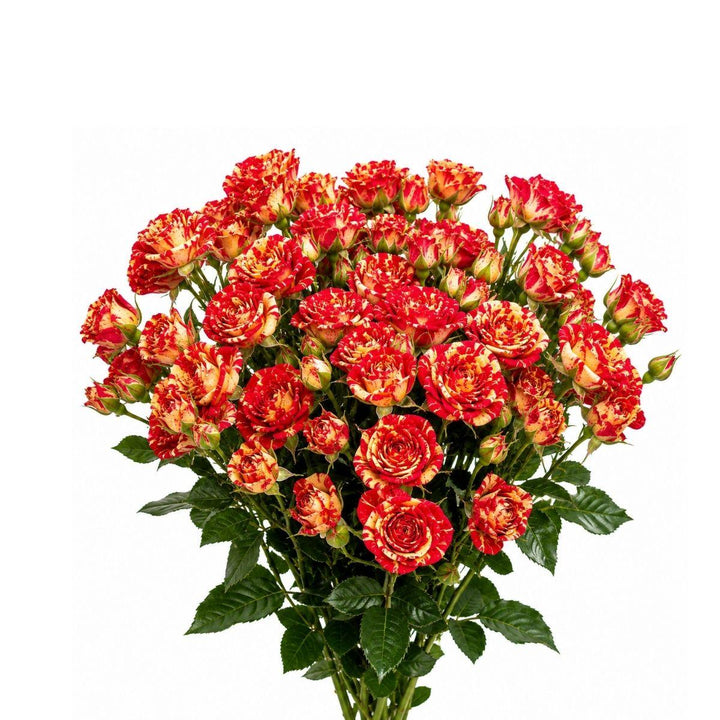 Roses Baby, Fire Flash fresh-cut flower bunch, from Sharbatly.
