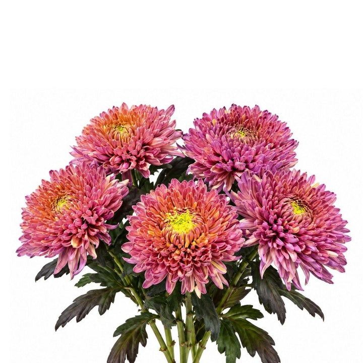 A bouquet of chrysanthemums with layered pink and purple petals, yellow centers, and dark green leaves on a plain white background.