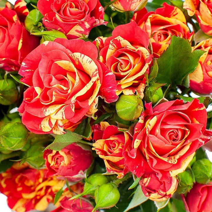 Close-up of Roses Baby, Fire Flash blooms and natural details, from Sharbatly.