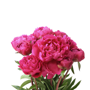 Peony, Dr A Fleming Pink, 5 Stems