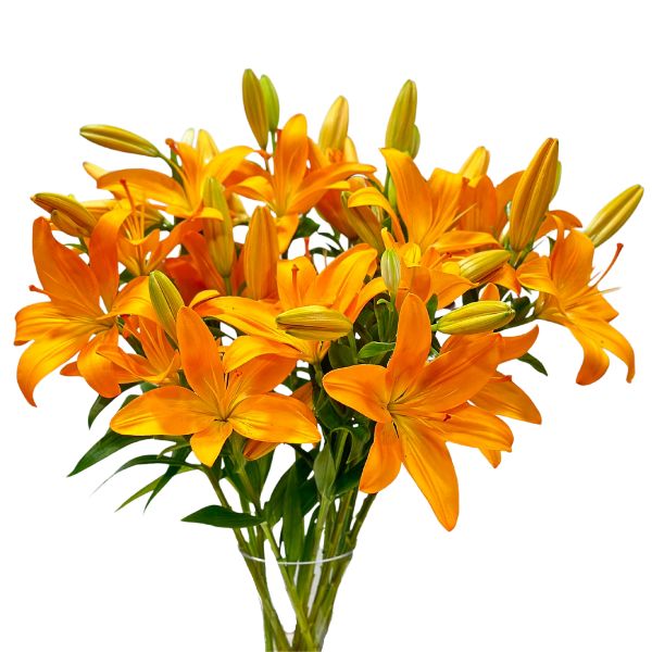 Lilies, Asiatic, Cortona Orange, Dutch , 10 stems