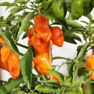 Peppers Sweetbite baby mixed 0.35 kg pack