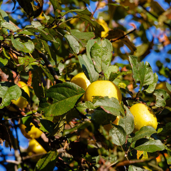 Fresh Golden Delicious apples from Sharbatly in a 1 kg pack, showcasing shiny yellow skin and crisp fruit.