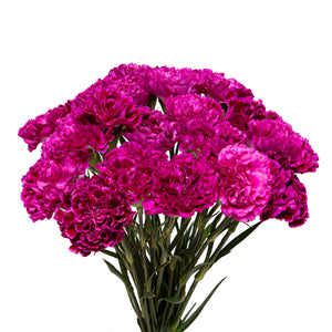 Carnations, Nobbio Violet, 19 stems