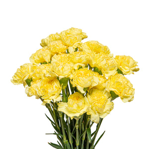Carnations Diletta, Yellow, 19 stems