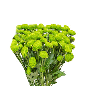 Chrysanthemum, Peptalk Green, 10 Stems