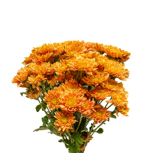 Chrysanthemums, Orange, 10 Stems
