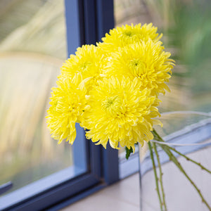 Chrysanthemums, Yellow, Single Magnum, 5 Stems