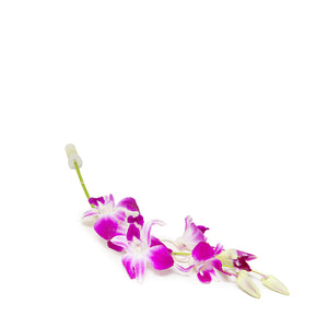 Dendrobium, Orchidaceae, Single Stem