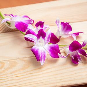 Dendrobium, Orchidaceae, Single Stem