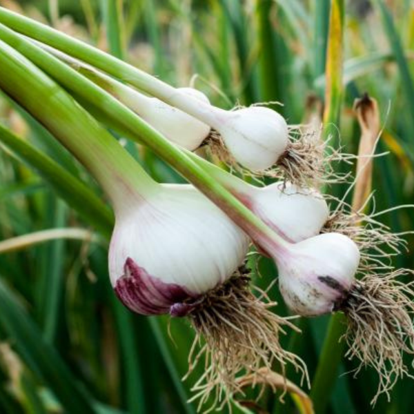 Peeled garlic cloves in a 1 kg pack from Sharbatly, fresh vegetable with white and slightly textured surface.