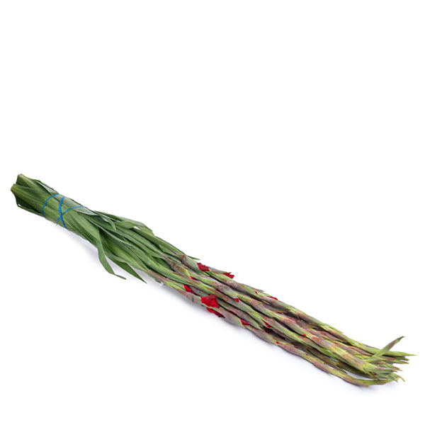 Gladiolus, Red Balance, XXL 10 Stems