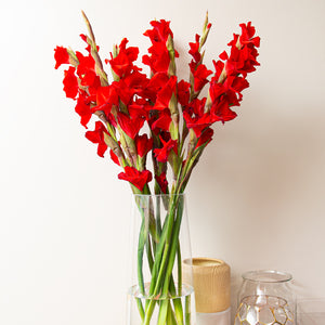 Gladiolus, Red Balance, XXL 10 Stems