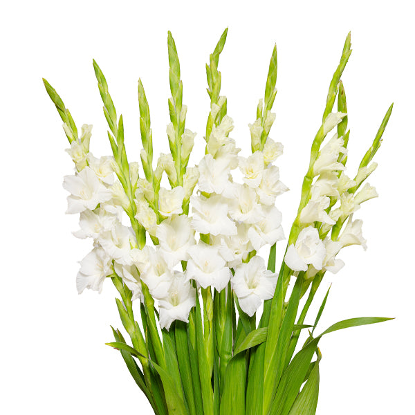 Gladiolus, White Serena, XXL 10 Stems