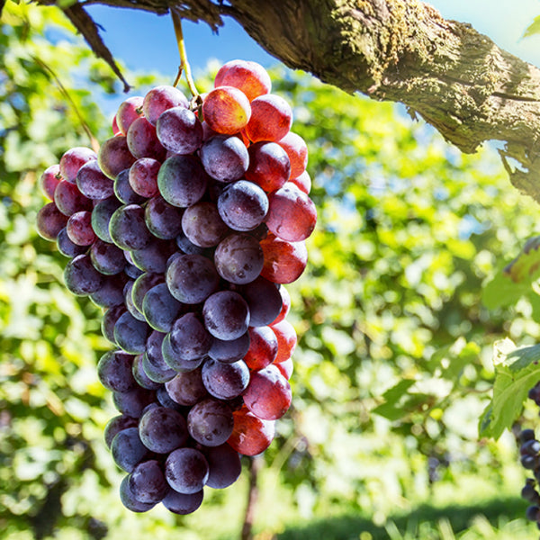 Red seedless grapes from Sharbatly, fresh 1 kg fruit pack, showcasing plump, vibrant grapes ready to eat.