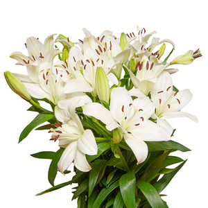 Lilies, Asiatic, White Parrano, 10 stems