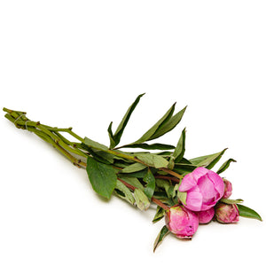 Peony, Dr A Fleming Pink, 5 Stems