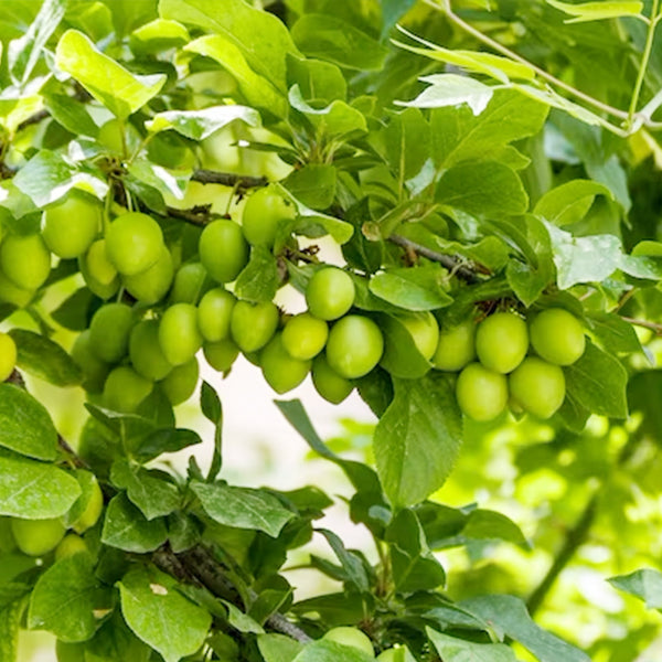 Fresh green sour plums from Local Market in a 0.4 kg pack, showcasing vibrant green color and ripe, juicy appearance.
