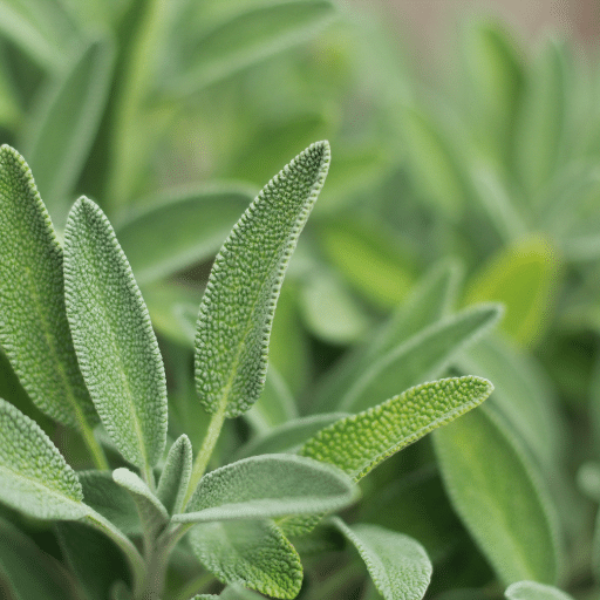 Fresh organic sage herb in a 0.15 kg pack from Naqwat Al Nana, showcasing vibrant green leaves on a clean background.