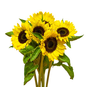 Sunflowers, Sunrich Lemon, 5 Stems