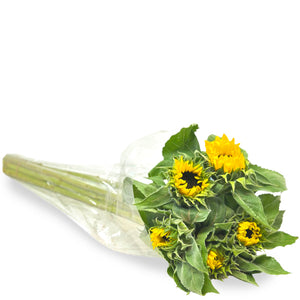 Sunflowers, Sunrich Lemon, 5 Stems