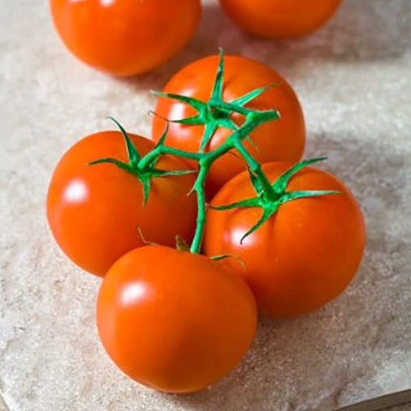 Fresh tomato on the vine from Dava Farm, hydroponic vegetable in a 1 kg pack, showing ripe red tomatoes hanging on the vine.