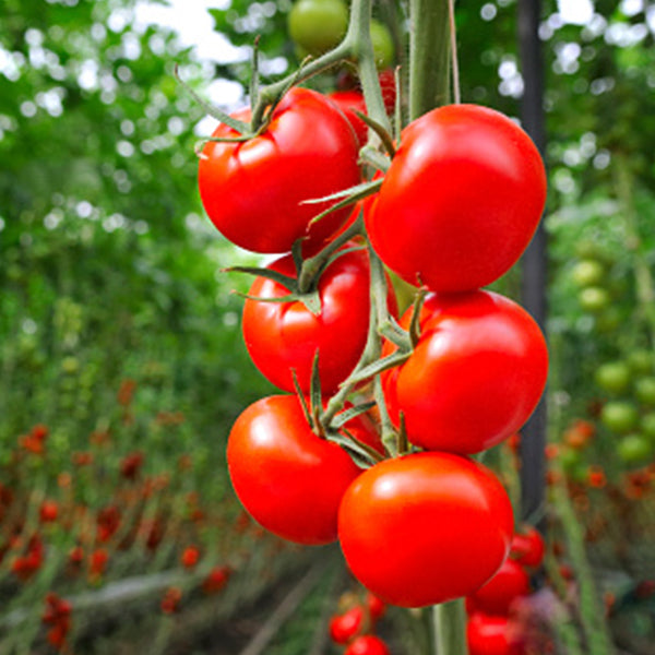 Fresh red tomatoes on the vine from Holland, 0.5 kg vegetable pack, showcasing ripe, vibrant tomatoes attached to green stems.