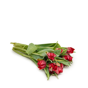 Tulips, Red Princess, double petals 10 Stems