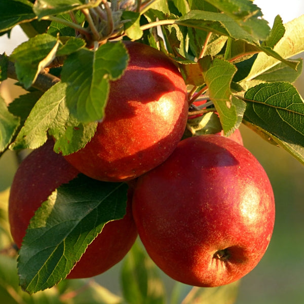 Fresh Sanboa apples in a 1 kg pack by Sharbatly, showcasing bright red, crisp fruit ready to enjoy.