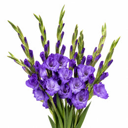 Gladiolus, Milka, XL, 10 Stems