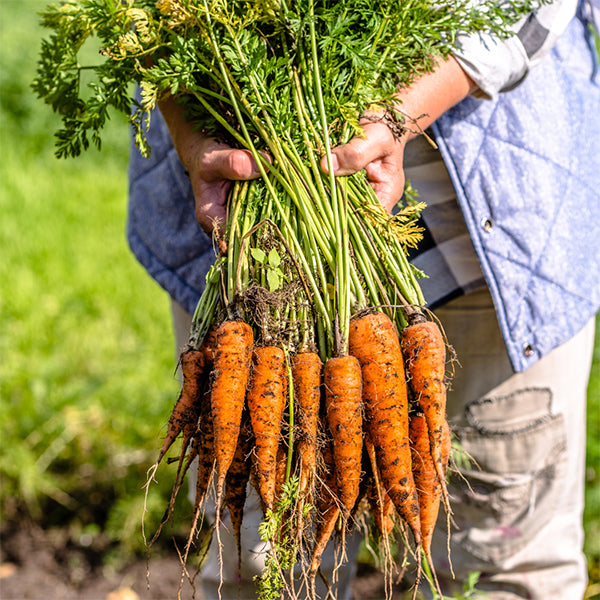 Extra large Sharbatly carrots in a 10 kg carton, fresh and vibrant orange vegetables for cooking and snacking.