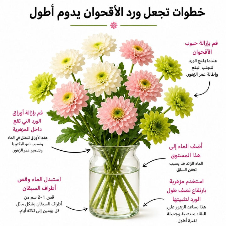 Pink deco chrysanthemums from SQ Flora Kenya with 10 stems, showcasing vibrant blooms and lush green leaves.