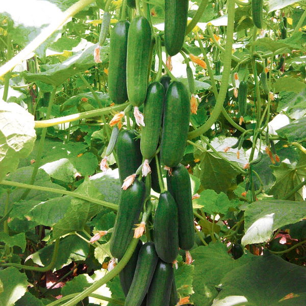 Fresh hydroponic cucumbers from Dava Farm in a 3 kg carton, showcasing their vibrant green, crisp texture ideal for salads and snacking.