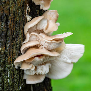 Mushrooms, Oyster, 0.15 kg pack