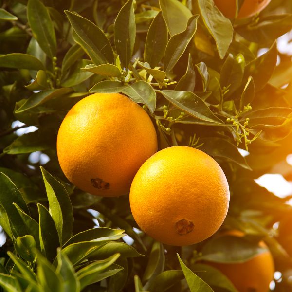 Fresh orange Navel fruits in a 7.5 kg carton, branded Sharbatly, showing bright, ripe oranges ready for sale or display.