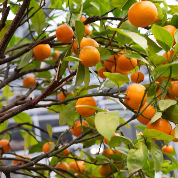 Sharbatly Easypeeler clementines in 1 kg pack, fresh and juicy fruit with easy-to-peel skin, perfect for snacking.