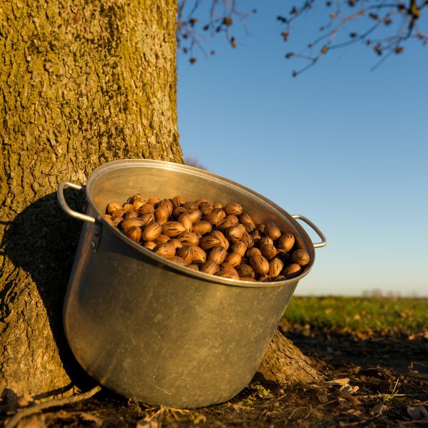 Roasted pecans from Fresh Nuts in a 0.25 kg pack, showing golden-brown, crunchy nuts on a white background.