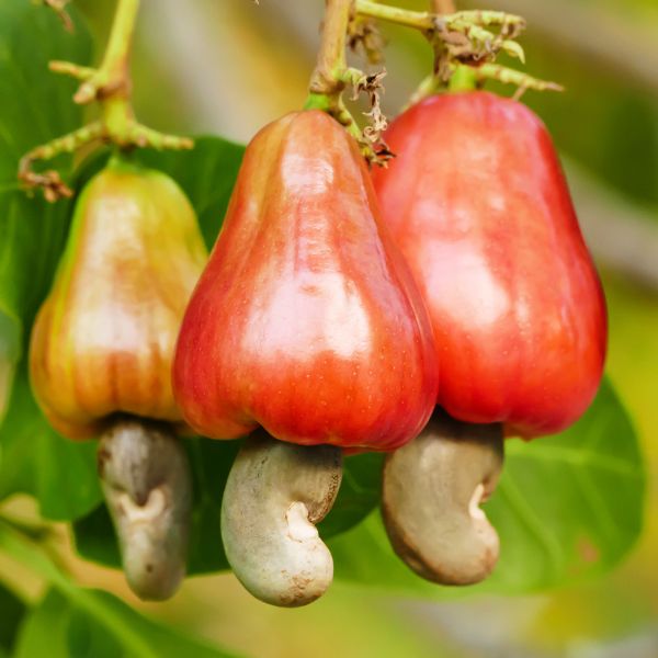 All-natural raw cashews from Fresh Nuts in a 0.25 kg pack, fresh and unroasted nuts, displayed in a row on a clean surface.