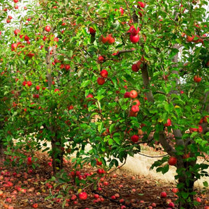 Apple Red Delicious, 1.5 kg Pack