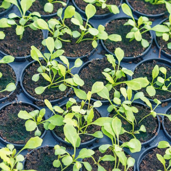 Fresh baby hydroponic rucola leaves in a Mishkat vegetable pack, showcasing vibrant green, delicate, and tender leafy greens.