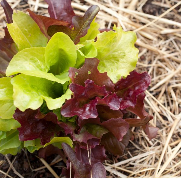 Fresh hydroponic lettuce mix from Babul in a 0.125 kg pack, showing vibrant leafy greens ready for salads.