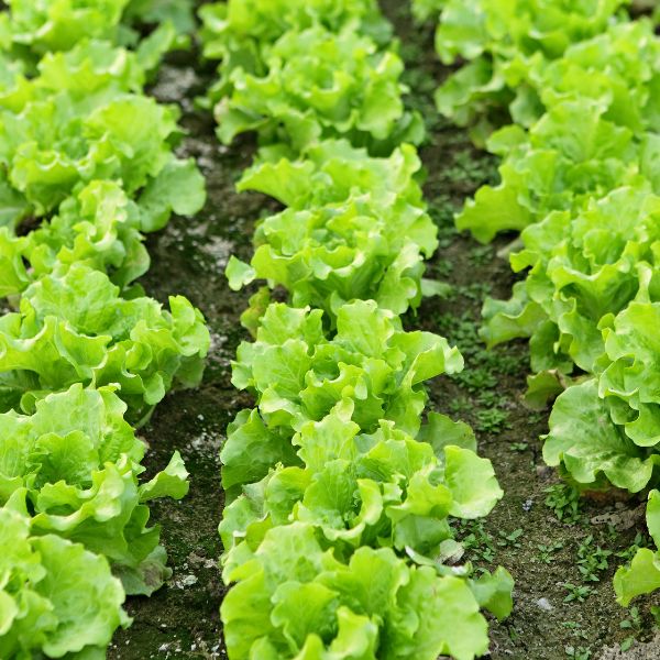 Fresh green Mizuna lettuce, a Holland vegetable, shown in a 0.125 kg pack with vibrant, leafy mustard greens.