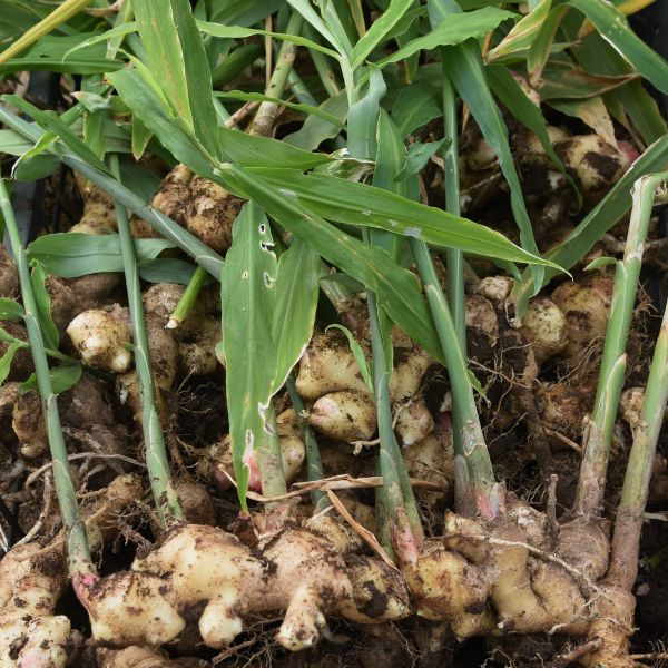 Organic ginger herb in a 0.454 kg pack, USA brand, with fresh ginger roots and leaves visible.
