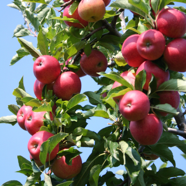 Organic Red Delicious apples from Sharbatly, fresh and vibrant red fruit in a 0.550 kg pack.