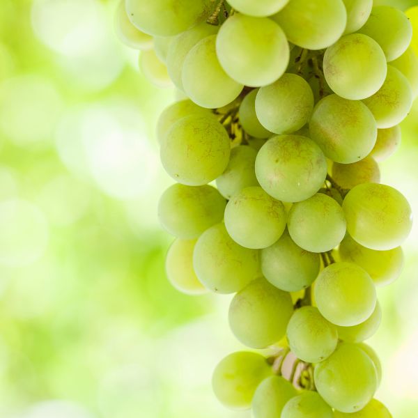 White JUMBO Shine Muscat grapes from Sharbatly in a 0.5 kg pack, showcasing plump, fresh grapes with green leaves.