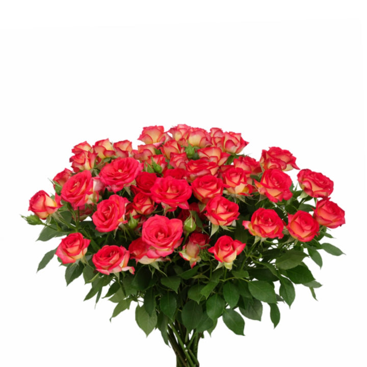 Fresh Baby Roses in Summer Dance variety, 10 stems, from Vegpro Kenya, showing vibrant pink flowers arranged in a bouquet.