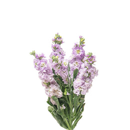 Matthiola, Light Purple 5 Stems